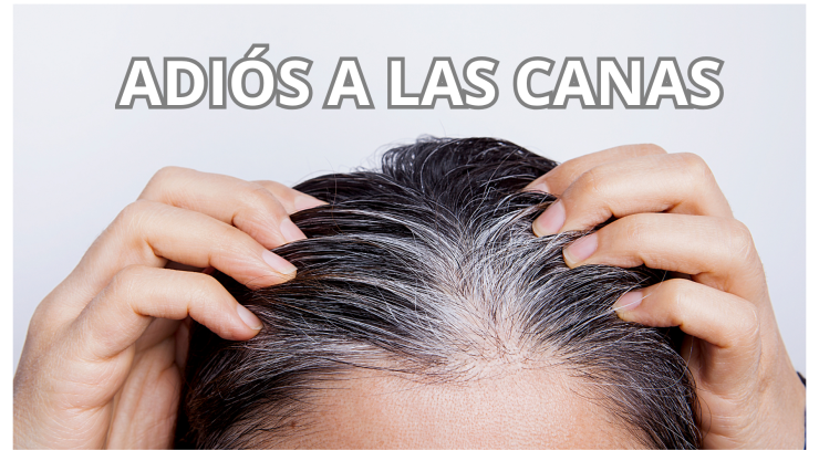 Canas