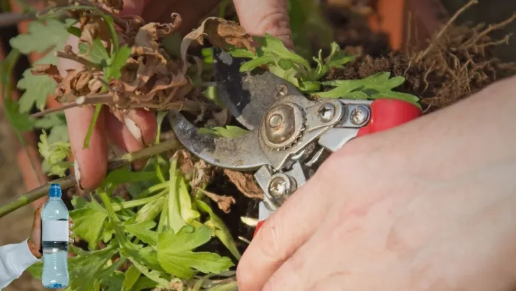 Manualidades de Jardinería Cómo crear macetas autorregantes a partir de botellas de plástico y cordón de algodón.jpg