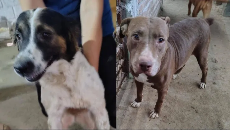 Tragedia: Incendio de albergue dejó a 13 perros sin vida y tres lesionados en Coahuila