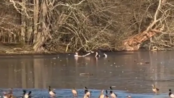 Se lanza a lago congelado para salvar a su perro y todo quedó grabado