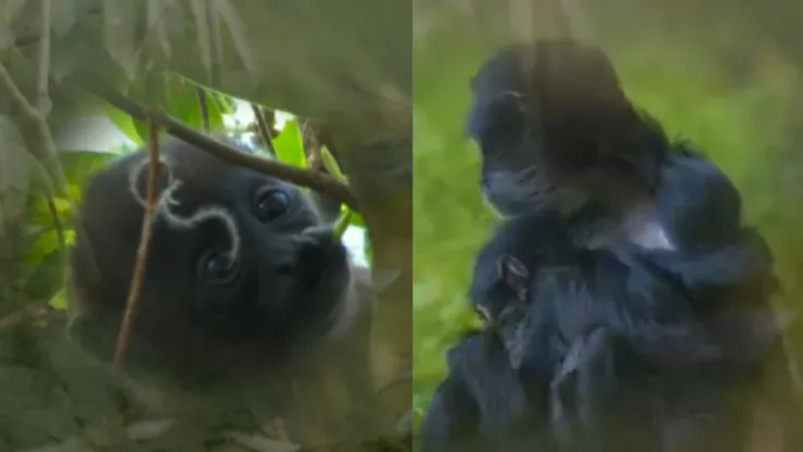 Comportamiento del mono saraguato y mono araña pueden ser afectados por calor extremo