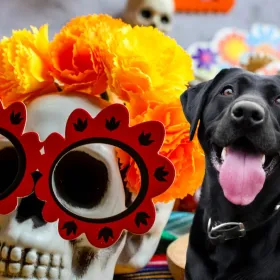 Esto es lo que no puede faltar en el altar de tu perro fallecido este 2 de noviembre