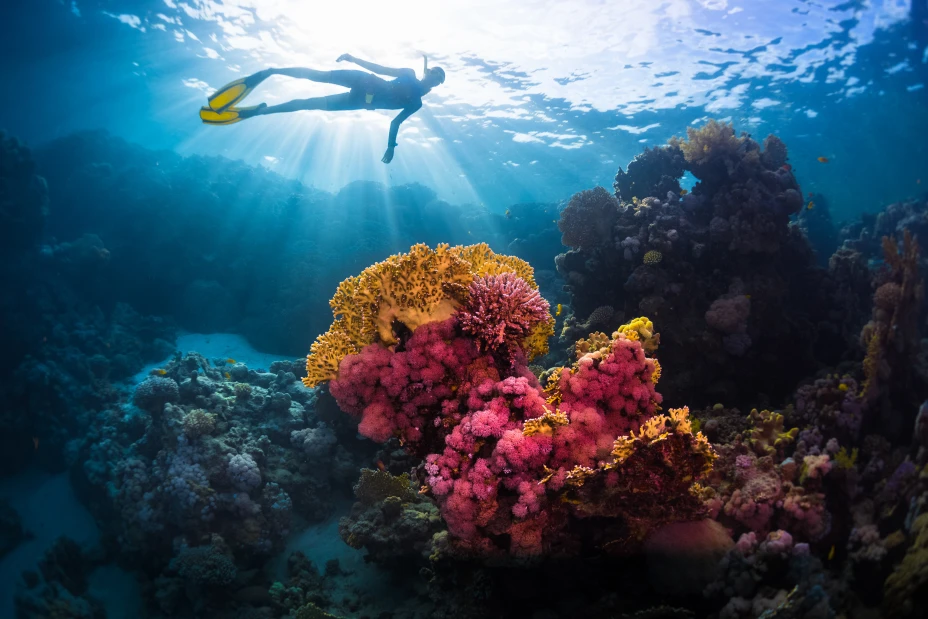 Free divers