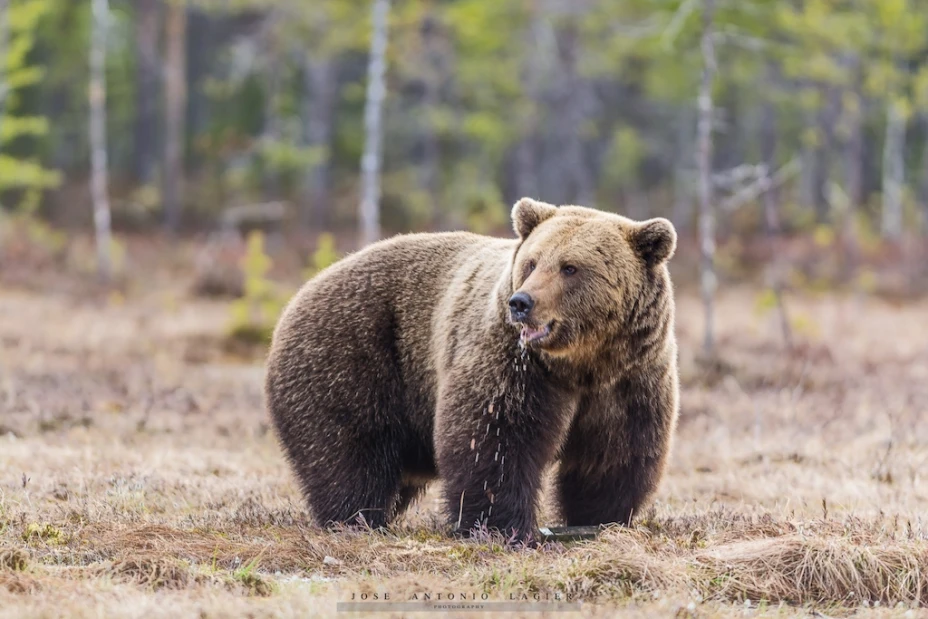Oso