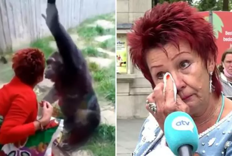 Zoológico se interpone en el romance entre un chimpancé y una mujer