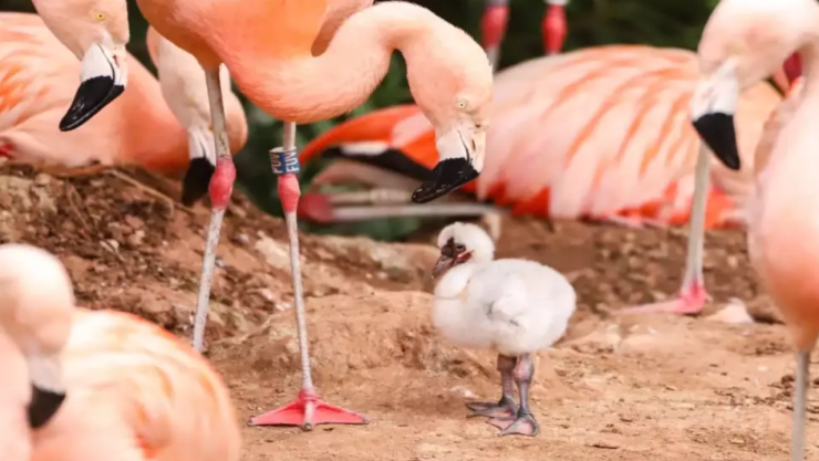 La verdad detrás del video de flamencos alimentando a sus polluelos con “sangre”