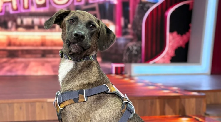 VOTA YA Se abren votaciones para elegir el nombre del perrito de La Granja VIP ¿Cómo votar por tu favorito.jpeg