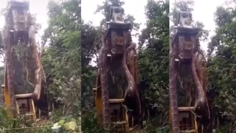 CAPTAN UNA ANACONDA EN BRASIL