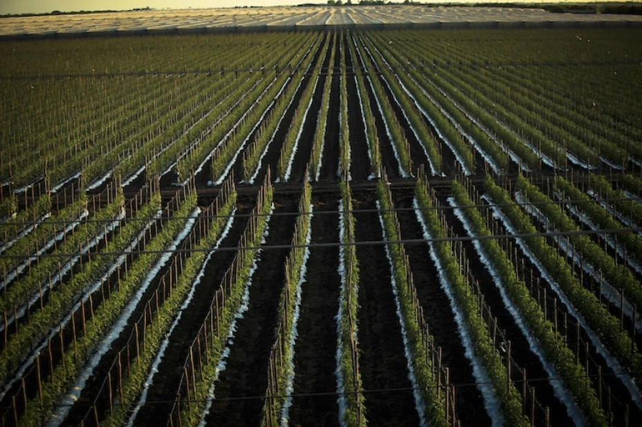 Inseguridad alimentaria.