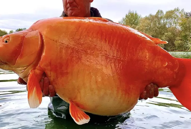 Pescan al pez dorado más grande del mundo