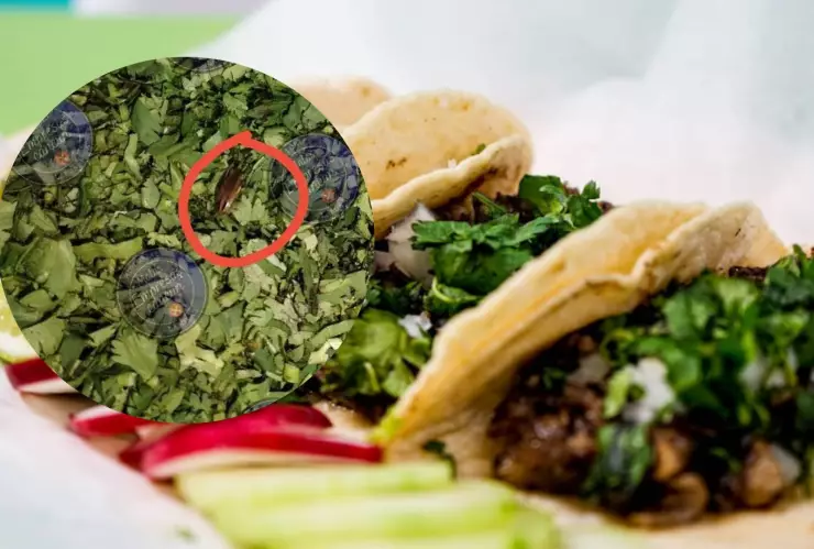 Exhiben en redes a taquería de Cancún con plaga de cucarachas _ Fotos.jpg