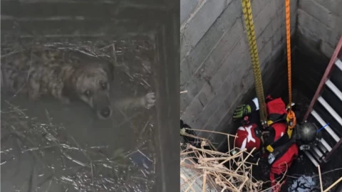 Perrita desaparecida cae a pozo en Monterrey