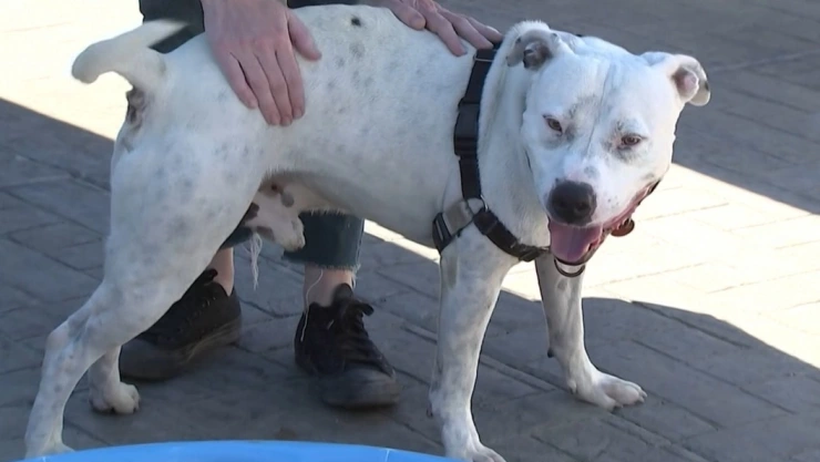 Ola de calor afecta por igual a mascotas, sobre todo perros y gatos.