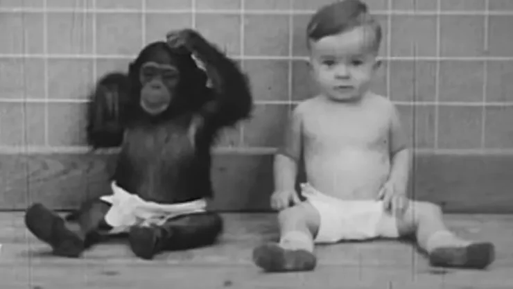 Chimpancé, bebé, psicólogos a.jpg