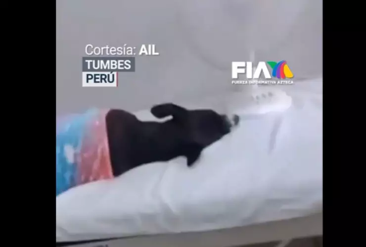 Video-indignación-en-Perú-doctora-es-captada-recostando-a-su-mascota-en-camilla-de-hospital