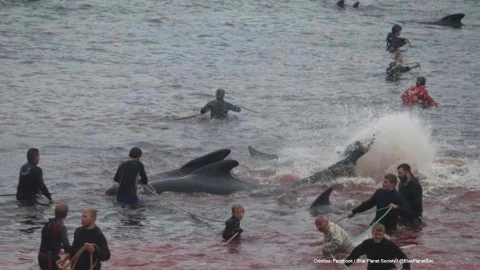 caza ballenas isla feroe.jpg