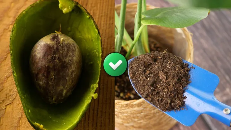 /estilo-de-vida/3-ideas-reutilizar-cascara-aguacate-casa