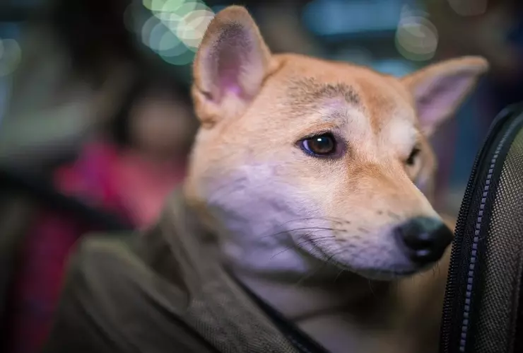 perros pueden percibir los sismos