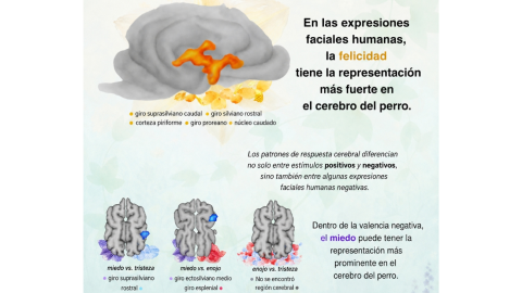 cerebro perritos