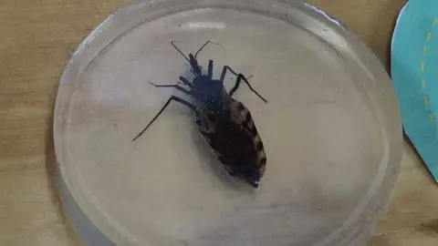 ¡Precaución! Calor aumenta la presencia del _Pic_ insecto causante del mal de chagas
