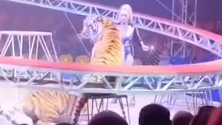 IMÁGENES IMPACTANTES Tigre de Bengala salta hacia el público durante función de circo