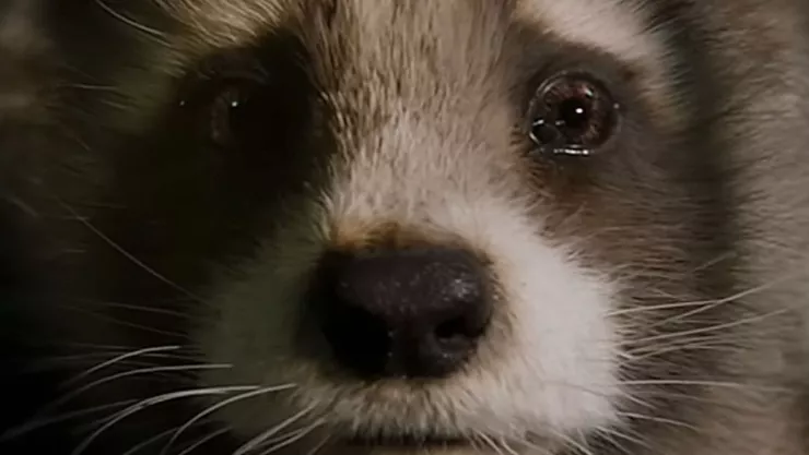 James Gunn es nombrado persona del año por PETA