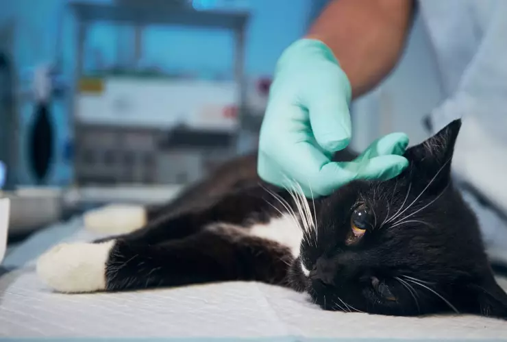 ¿Qué es el parvovirus y cómo afecta a perros y gatos?