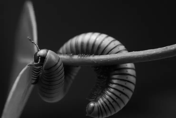 Casos de gusano barrenador en México; ¿cuáles son los estados más afectados?