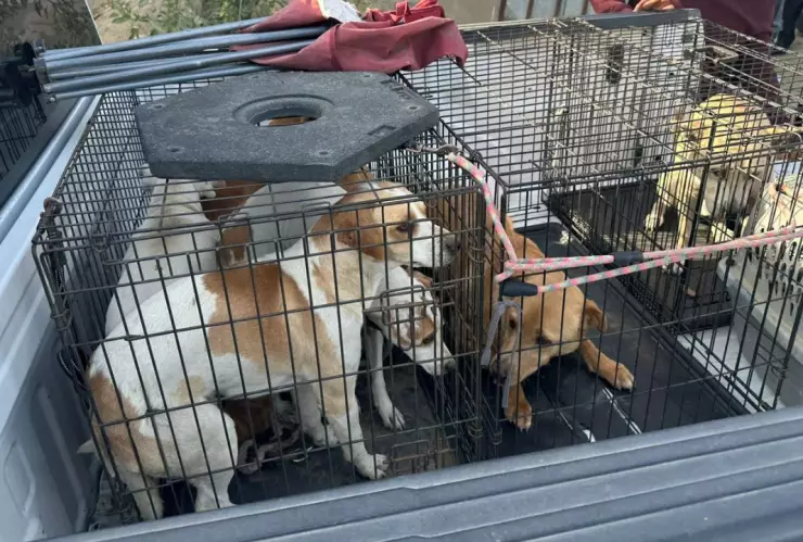 Rescatan a 9 perritos en Tecate: ¿Maltrato animal?