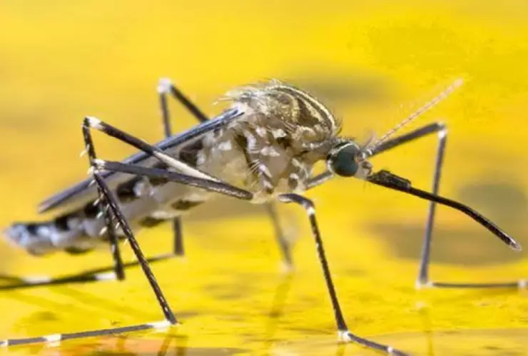 Declaran EMERGENCIA SANITARIA por casos de fiebre amarilla