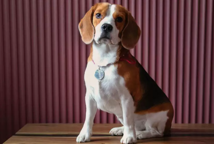 Mujer entregó a su perrito para ser sacrificado y un año después lo encontró en adopción