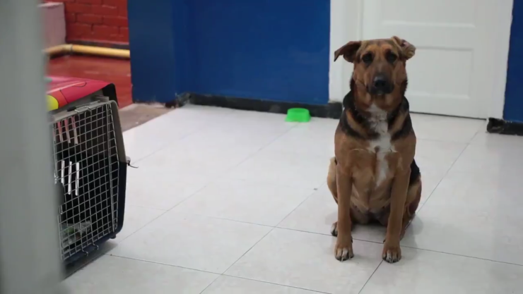 Abren el primer hogar de paso para personas en situación de calle y sus animales de compañía