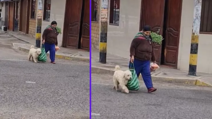 perrito ayuda a cargar las bolsas del mandado a su dueña en Perú.jpg