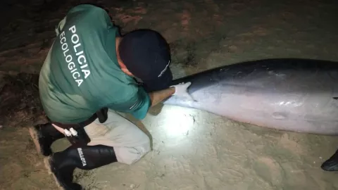 hallan sin vida a un delfin en chelem