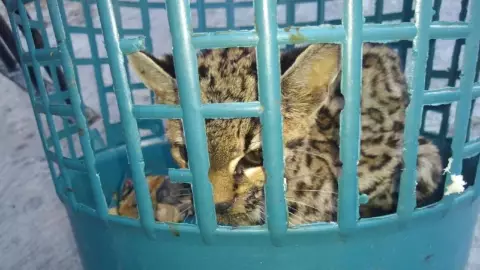 Familia halla ocelote en el patio de su casa (FOTO)