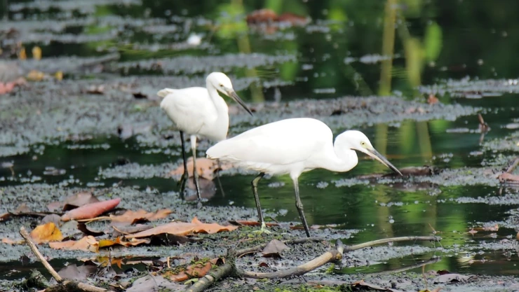 Advierten que humedales desaparecen más rápido que bosques