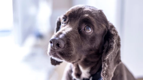 Sancionan a pareja vegana por tener a sus perros desnutridos