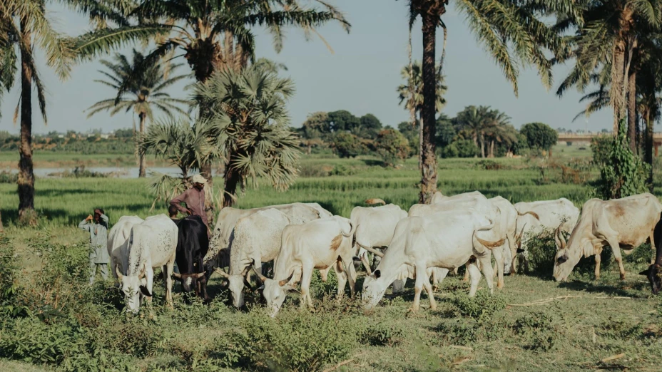 Senegal atraviesa su peor brote de fiebre del Valle del Rift en décadas.jpg
