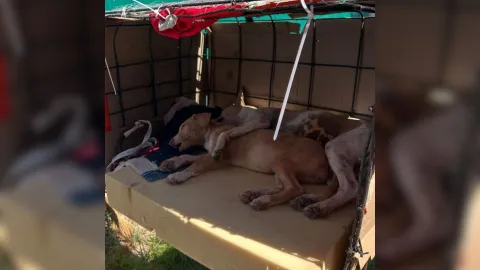 Señor lleva a sus perritas a esterilizar desde Ejido Tastes hasta Los Mochis