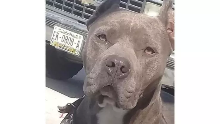 Policía es denunciado por dispara contra perro en Saltillo