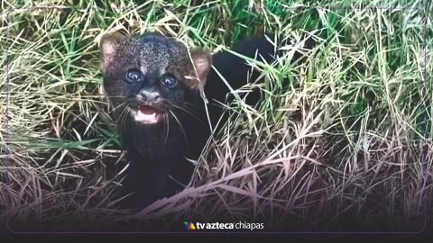 Jaguarundi bebé en Zinacantán