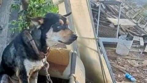 Rescatan a perros en Tecate por maltrato