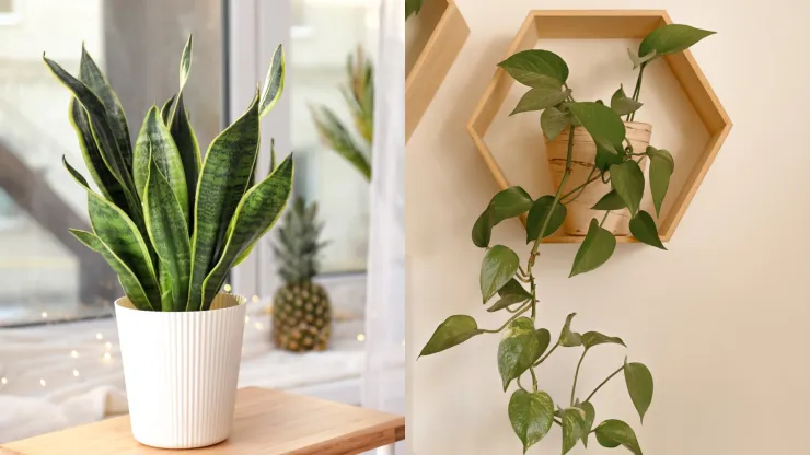 Plantas fáciles de cuidar