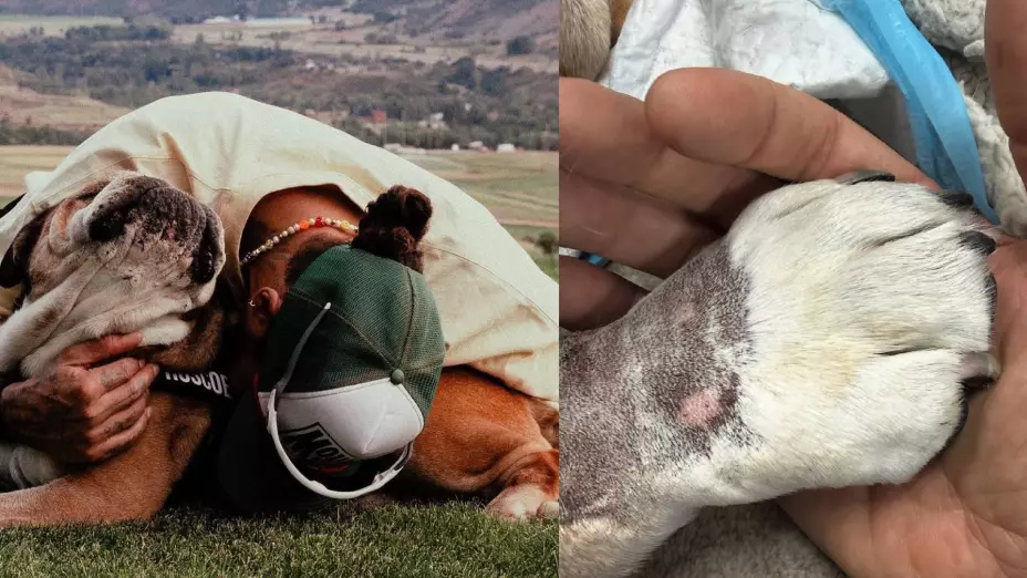 Roscoe, el querido bulldog de Lewis Hamilton, muere a las 12 años: Esto dijo el piloto de la F1 tras su pérdida