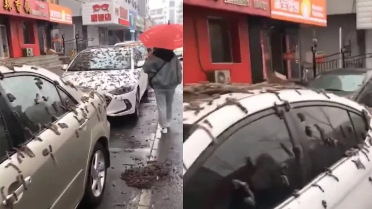 VIDEO Lluvia lombrices en China