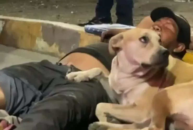 Perro dueño atropellado