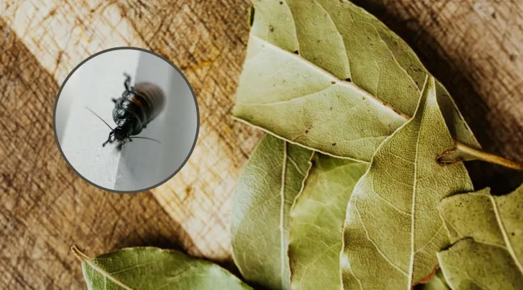 Utiliza las hojas de laurel para ahuyentar a las cucarachas.