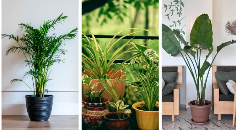 plantas resistentes
