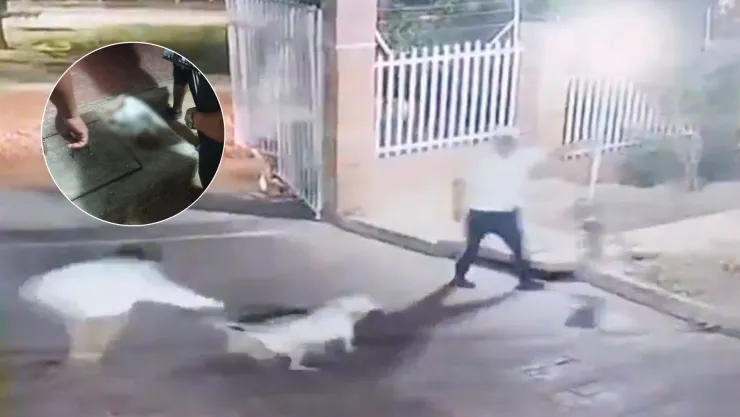 Pitbull ataca y mata a perrita pequeña en Barranquilla