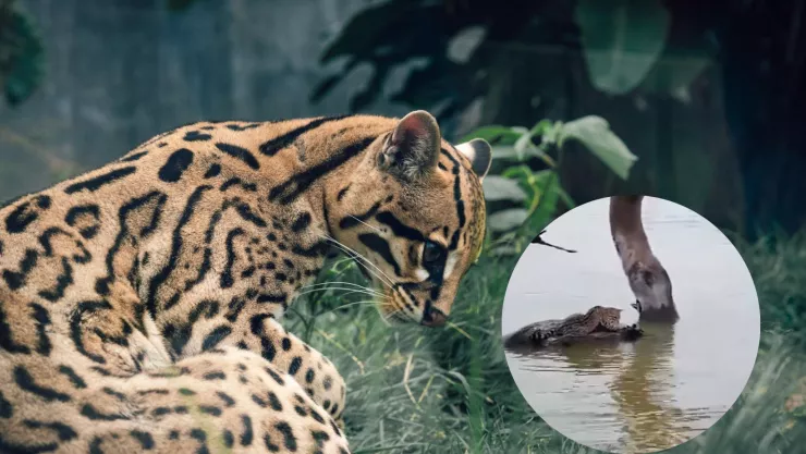 Video-captan-momento-en-que-ocelote-lucha-por-su-vida-en-la-presa-Vicente-Guerrero-de-Tamaulipas